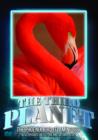 Image for The Third Planet: The Phoenix Bird (Flamingoes)