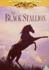Image for The Black Stallion