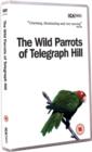 Image for The Wild Parrots of Telegraph Hill