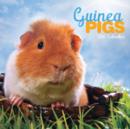 Image for GUINEA PIGS M 2016 CALENDAR