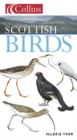 Image for Scottish birds