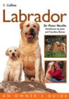 Image for Labrador