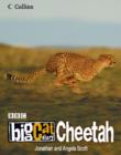 Image for Big Cat Diary