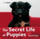 Image for The Secret Life of Puppies