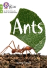 Image for Ants : Phase 4 Set 2