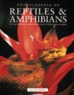 Image for Encyclopedia of reptiles &amp; amphibians