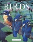 Image for Encyclopedia of Birds