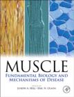 Image for Muscle  : fundamental biology and mechanisms of disease