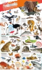 Image for DKfindout! Animals Poster