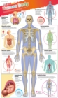 Image for DKfindout! Human Body Poster