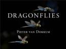 Image for Dragonflies: magnificent creatures of water, air, and land