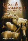 Image for Black Stallion&#39;s Blood Bay Colt