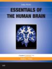 Image for Essentials of the human brain