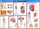 Image for Human Biology Wallchts Pack(10