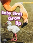 Image for ROYO READERS LEVEL B BABY BIRD S GROW UP