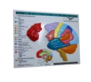Image for Brain model &amp; puzzle