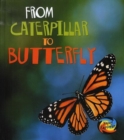 Image for From Caterpillar to Butterfly