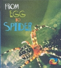 Image for From Egg to Spider