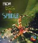 Image for From egg to spider