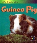 Image for Life Cycle of a Guinea Pig