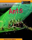 Image for Life in a colony - ants