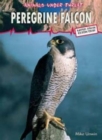 Image for Peregrine falcon