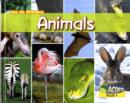 Image for Can You Spot the Difference Animals