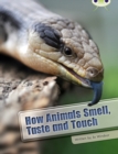 Image for Bug Club Independent Non Fiction Year Two White A How Animals Smell, Taste and Touch
