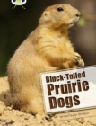 Image for Bug Club Independent Non Fiction Year Two White B Black-tailed Prairie Dogs