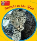 Image for Primary Years Programme Level 1 Animals in the Wild 6Pack