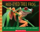 Image for Red-eyed Tree Frog
