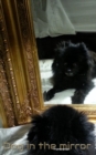 Image for Dog in the Mirror Pomeranian : Dog In the mirrior Pomeranian