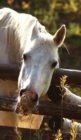 Image for Kids Petite Equine Journal : Equine Themed Wide Ruled Journal or Notebook