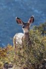 Image for Kids Deer Journal : Rocky Mountain Mule Deer Leftie Journal or Notebook