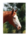 Image for Equine Journal : Large Journal or Notebook