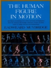 Image for The human figure in motion