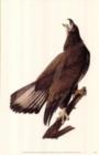 Image for Bald Eagle Poster