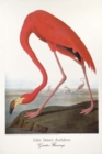 Image for Audubon/Greater Flamingo Poster