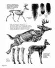 Image for The art of painting and drawing animals