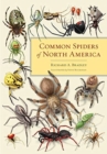 Image for Common Spiders of North America