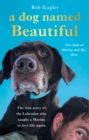 Image for A dog named Beautiful  : the true story of the labrador who taught a marine to love life again