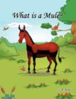 Image for What is a Mule?