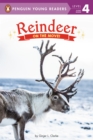 Image for Reindeer