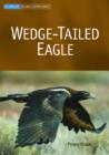 Image for Wedge-tailed Eagle