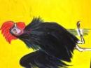 Image for Ralph The Rooster Lost in New Farm Park