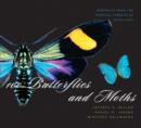 Image for 100 butterflies and moths  : portraits from the tropical forests of Costa Rica