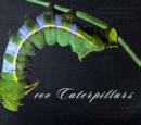 Image for 100 Caterpillars