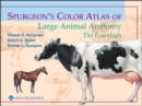 Image for Spurgeon&#39;s Color Atlas of Large Animal Anatomy : The Essentials