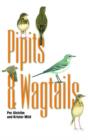 Image for Pipits and Wagtails