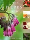 Image for ALL ABOUT HERBS